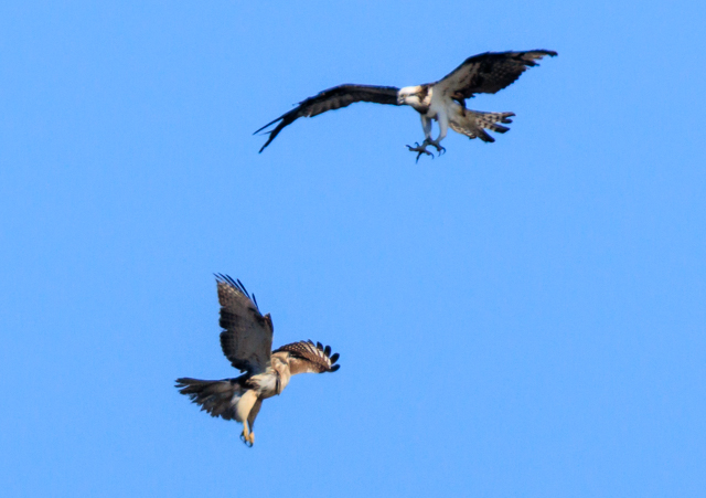 �m�X��2026/1/9�˒���EOSR7+100-400II