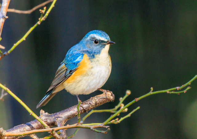 �����r�^�L2026/1/9�˒�����EOSR7+100-400II