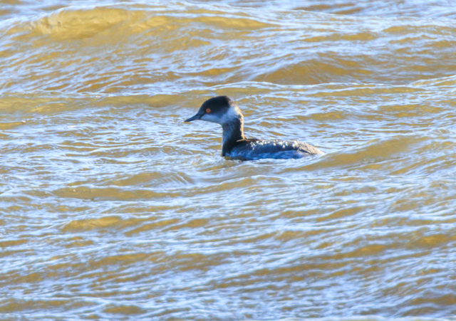 �n�W���J�C�c�u��2026/1/10��������EOSR7+100-400II