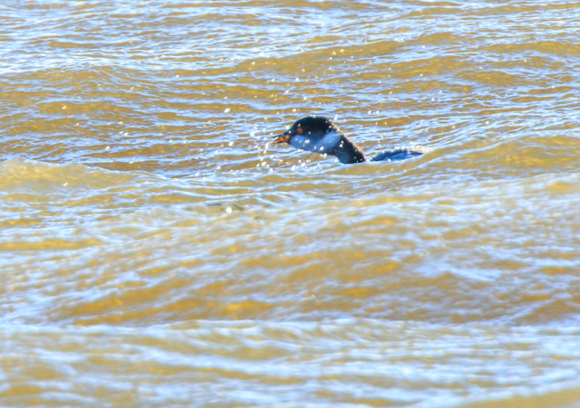 �n�W���J�C�c�u��2026/1/10��������EOSR7+100-400II