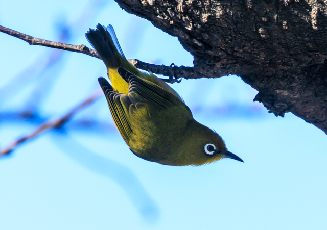 ���W��2026/1/12���r�{�[�gEOSR7+100-400II