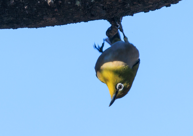 ���W��2026/1/12���r�{�[�gEOSR7+100-400II