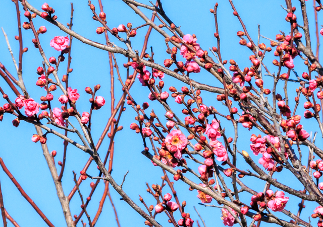 �g�~2026/1/13�Γ��E�S��96EOSR7+100-400II