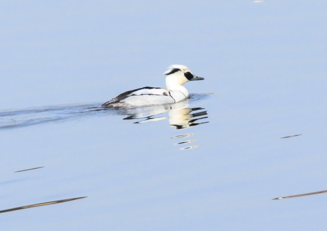 �~�R�A�C�T2026/1/15�Γ��E�~�R�A�C�TPEOSR7+100-400II