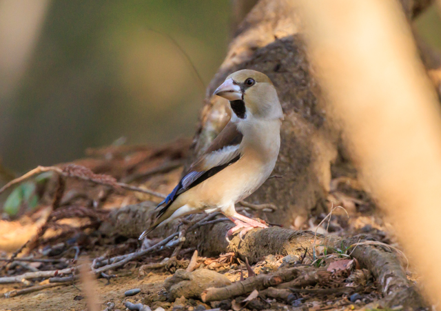 �V��2026/1/17������EOSR7+100-400II