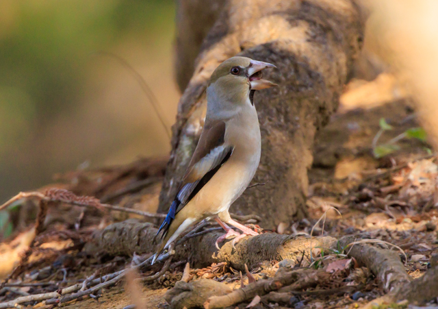 �V��2026/1/17������EOSR7+100-400II