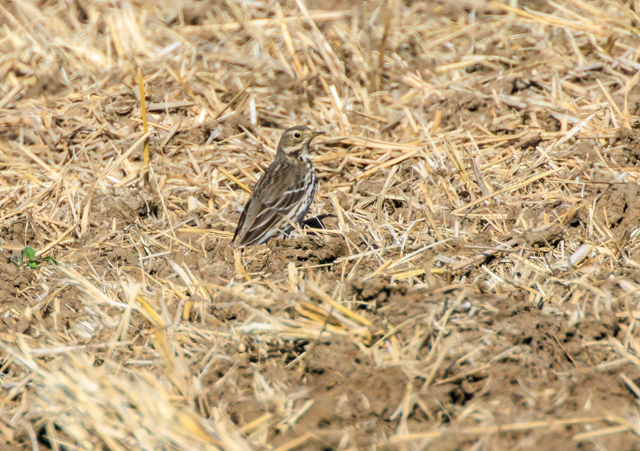 �^�q�o��2026/1/18�˒��V�cEOSR7+100-400II