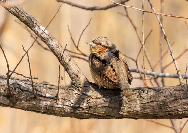 �A���X�C2026/1/19�Γ��E�~�T�SPEOSR7+100-400II