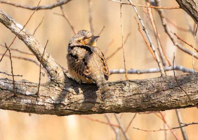 </font><br>0/00EOSR7+100-400II