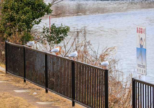 ユリカモメ2026/1/20ふるさと公園EOSR7+100-400II