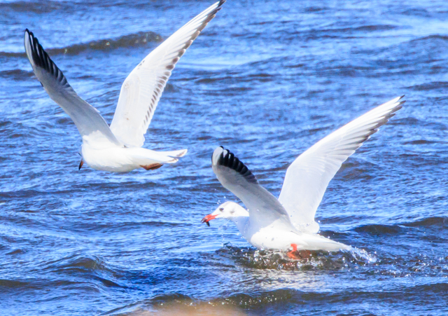 ユリカモメ2026/1/20ふるさと公園EOSR7+100-400II