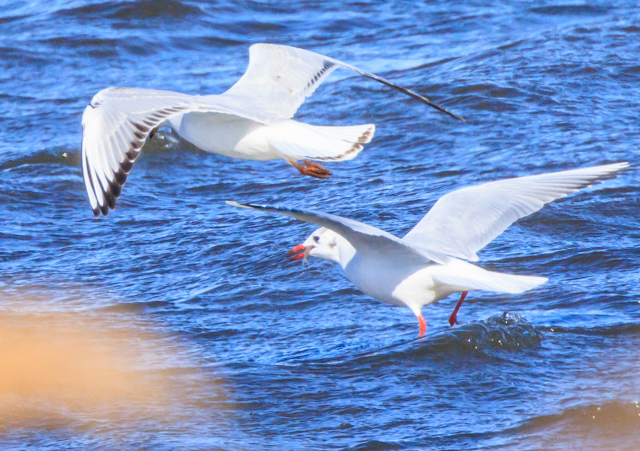 ユリカモメ2026/1/20ふるさと公園EOSR7+100-400II