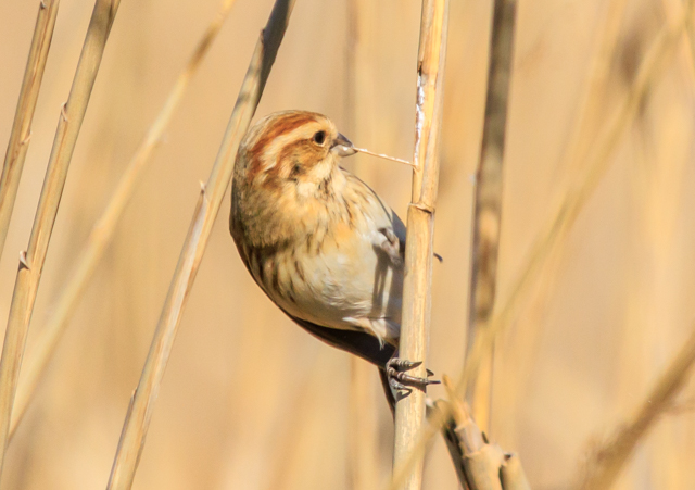 オオジュリン2026/1/23緑道・湾弩EOSR7+100-400II
