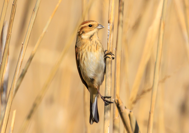 オオジュリン2026/1/23緑道・湾弩EOSR7+100-400II