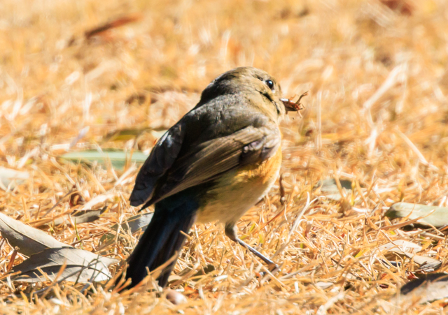 ルリビタキ2026/1/25戸張公園EOSR7+100-400II