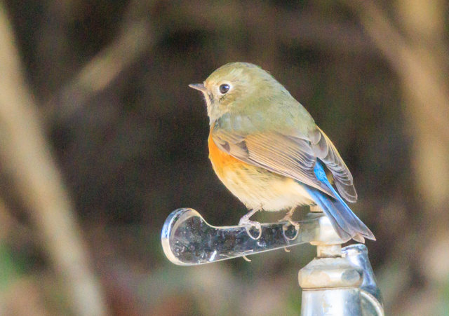 ルリビタキ2026/1/25戸張公園EOSR7+100-400II