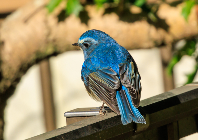 ルリビタキ2026/1/25戸張公園EOSR7+100-400II