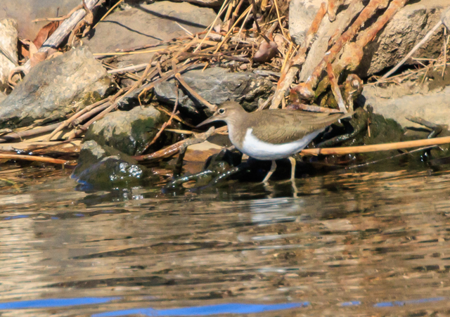 イソシギ2026/1/26大津川EOSR7+100-400II