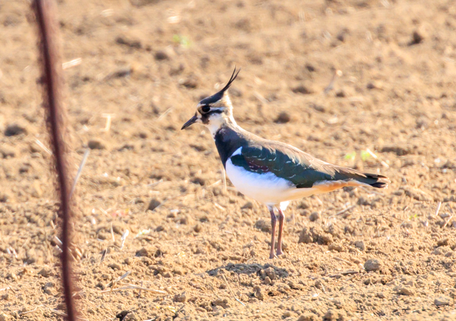 �^�Q��2026/2/5���w����EOSR7+100-400II