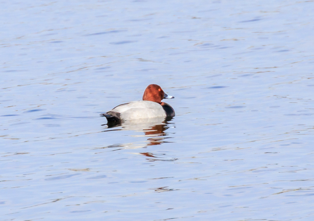 �z�V�n�W��2026/2/6�Γ��E�~�R�A�C�TPEOSR7+100-400II