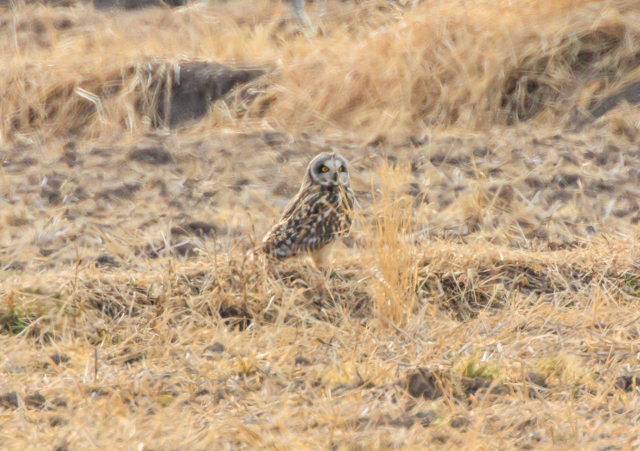 �R�~�~�Y�N2026/2/6���여��EOSR7+100-400II