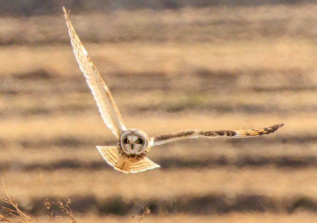 �R�~�~�Y�N2026/2/6���여��EOSR7+100-400II