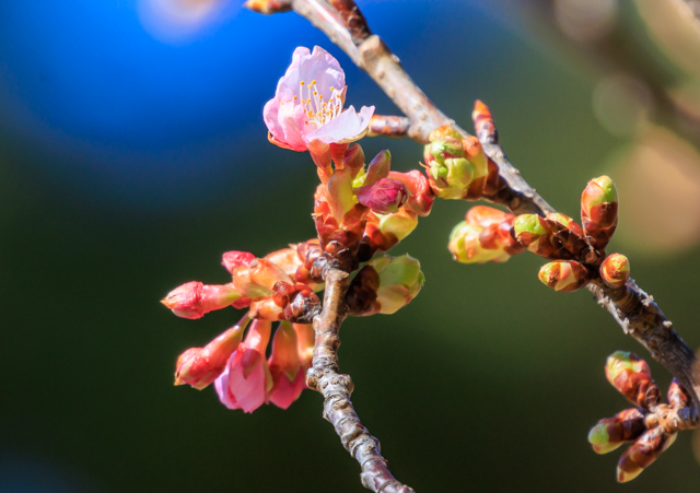 �͒Í�2026/2/9�Γ��E����EOSR7+100-400II