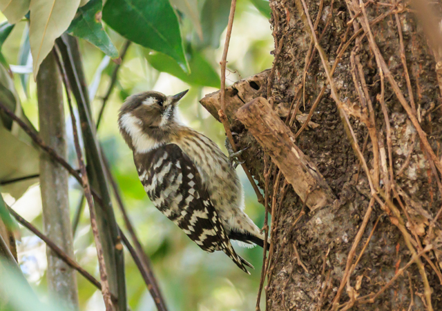 </font><br>0/00EOSR7+100-400II