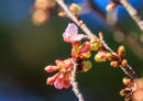 河津桜