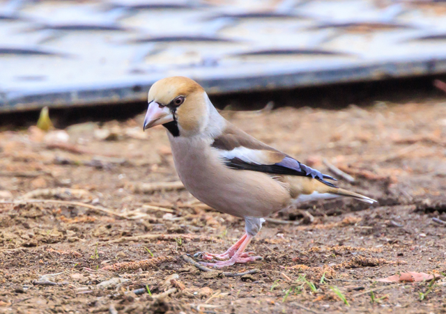 �V��2026/2/13�k���ӂ邳�ƌ���EOSR7+100-400II