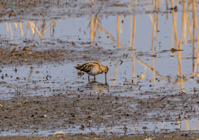 �^�V�M2026/2/16�Γ��E�~�T�SPEOSR7+100-400II