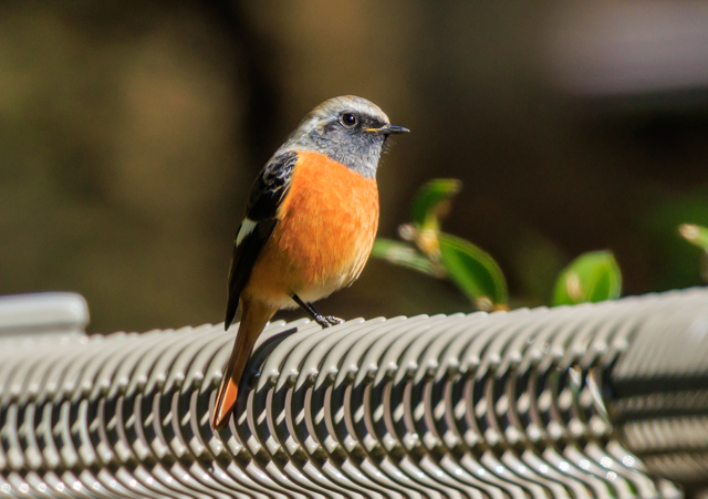 �W���E�r�^�L2026/2/19�˒���EOSR7+100-400II