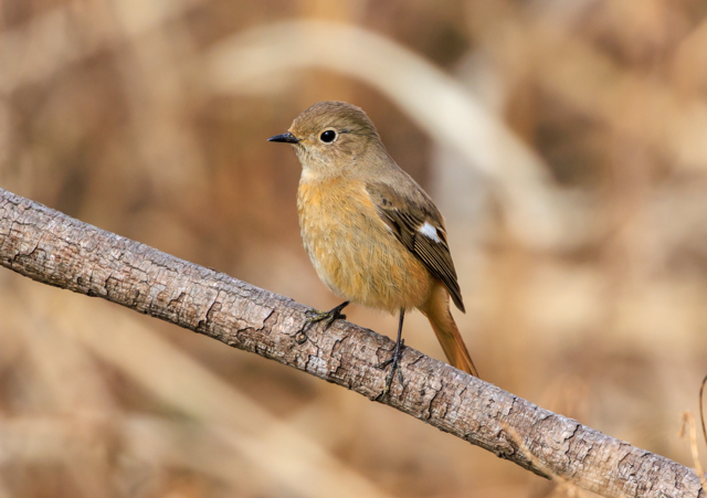 </font><br>0/00EOSR7+100-400II