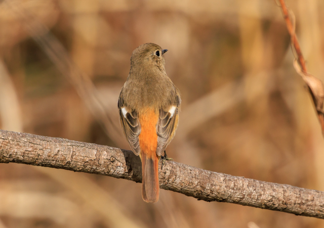 </font><br>0/00EOSR7+100-400II