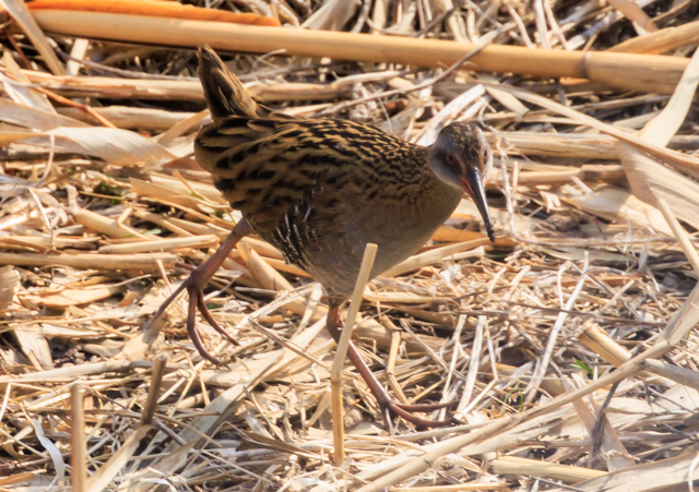 �N�C�i2026/2/20�q�h����EOSR7+100-400II