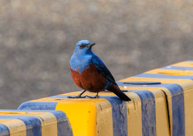 �C�\�q���h��2026/2/21���q�E�ː�EOSR7+100-400II