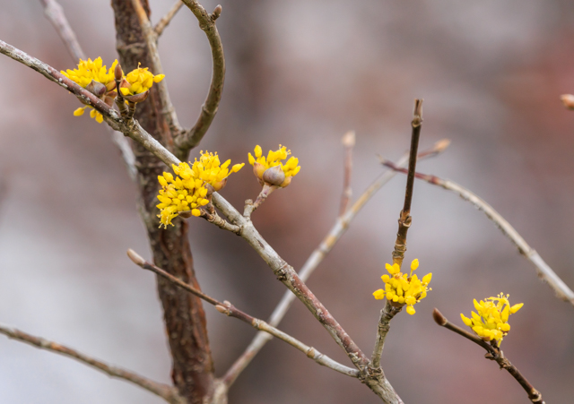 �T���V���E��2026/2/22�Γ��E�X�U�S��EOSR7+100-400II