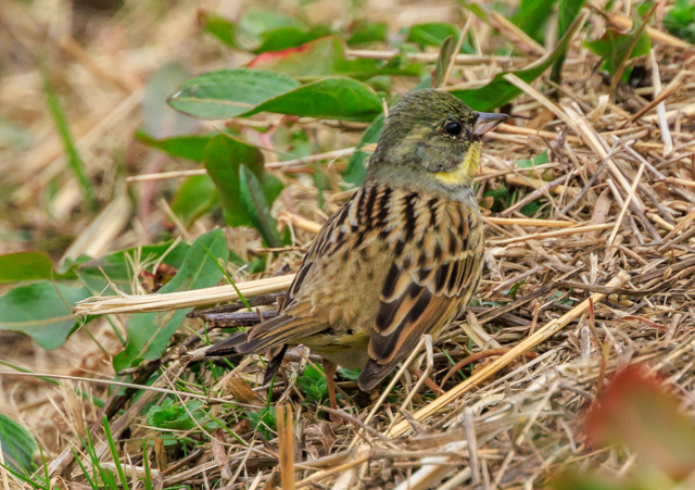 �A�I�W2026/2/24���@��EOSR7+100-400II