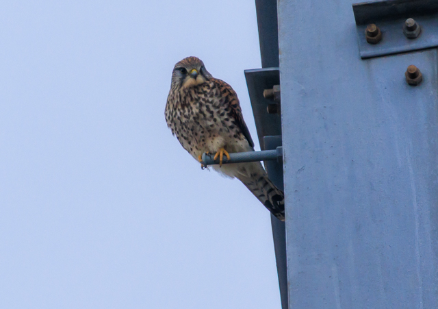 �`���E�Q���{�E2026/2/26�˒���EOSR7+100-400II