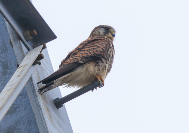 </font><br>0/00EOSR7+100-400II