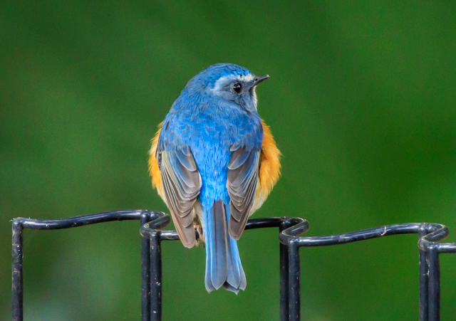 �����r�^�L2026/2/27�˒�����EOSR7+100-400II