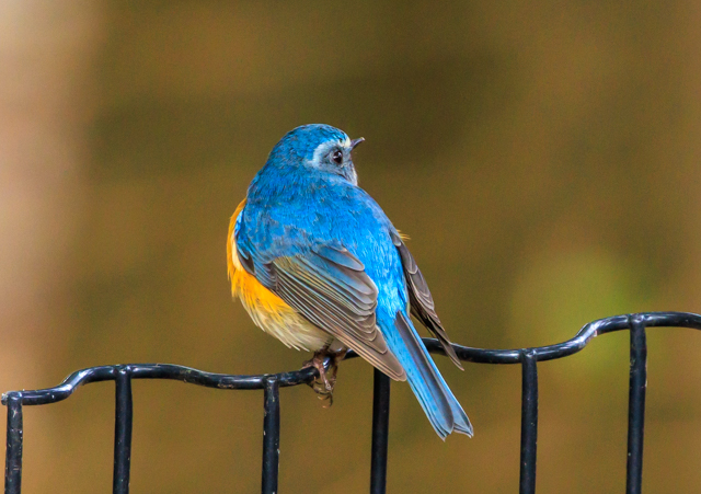 </font><br>0/00EOSR7+100-400II