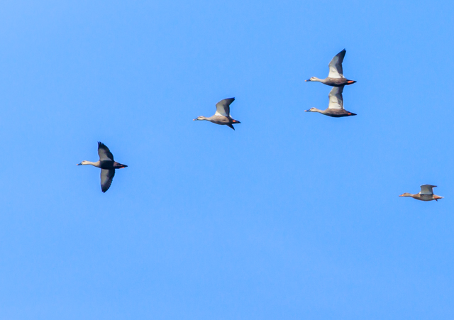 �J���K��2026/2/28�Γ��E�~�T�SPEOSR7+100-400II