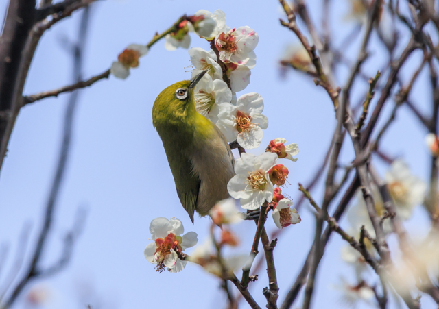 ���W��2026/3/1�k���ӂ邳�ƌ���EOSR7+100-400II