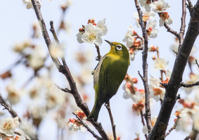 </font><br>0/00EOSR7+100-400II