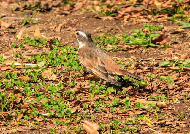 �c�O�~2026/3/5�k���ӂ邳�ƌ���EOSR7+100-400II