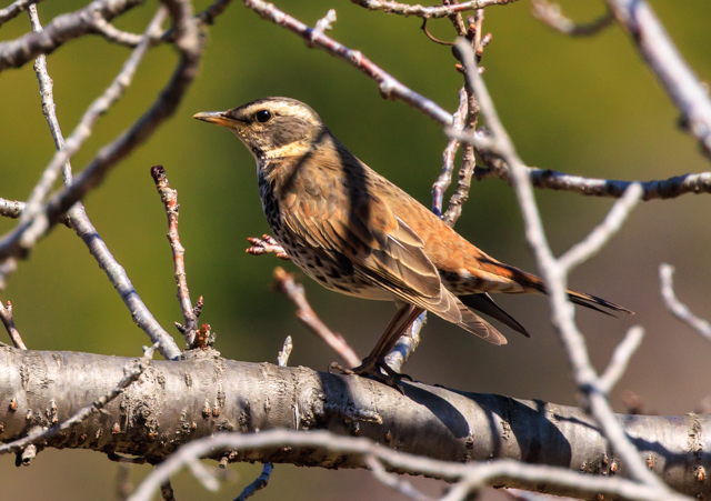 </font><br>0/00EOSR7+100-400II