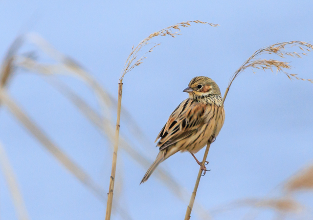 �z�I�A�J2026/3/6�Γ��E�˒�EOSR7+100-400II