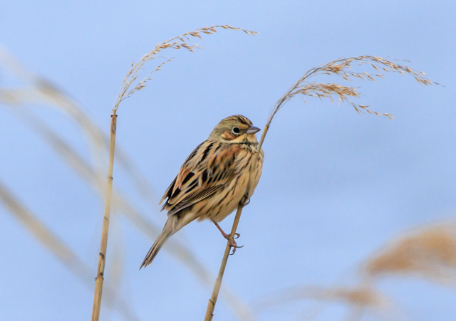 </font><br>0/00EOSR7+100-400II