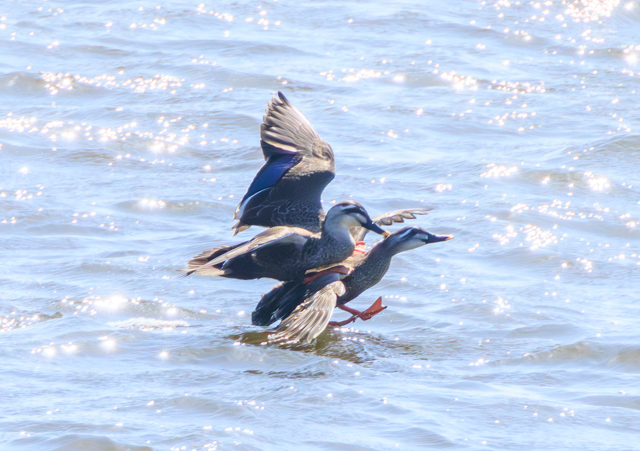 �J���K��2026/3/7���勴EOSR7+100-400II